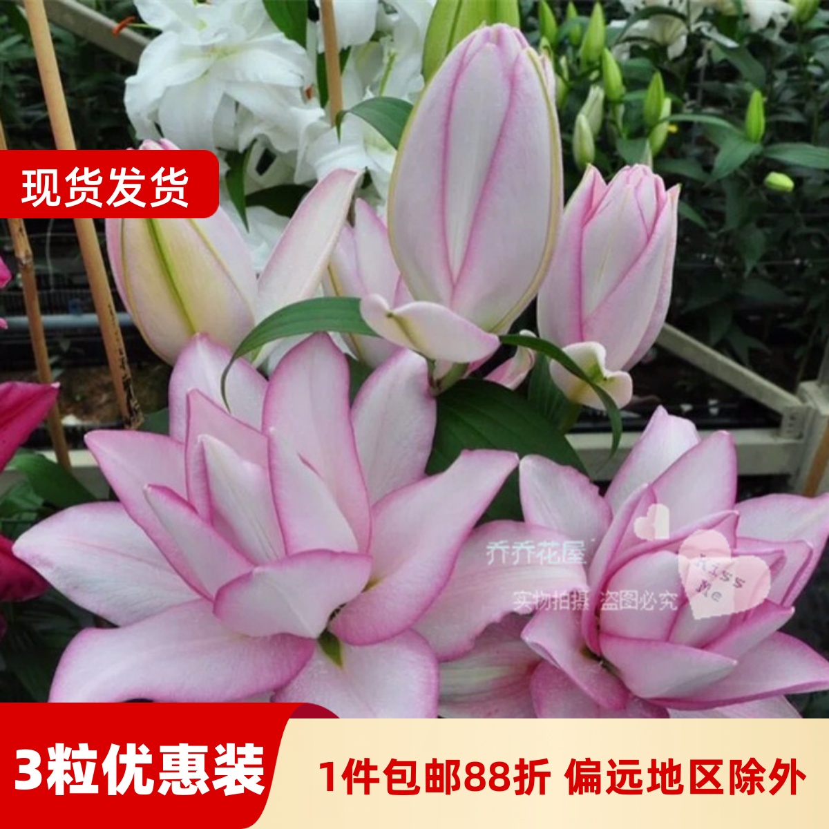 乔乔花屋 荷兰进口香水百合种球奥斯卡重瓣白色粉边 3粒装现货