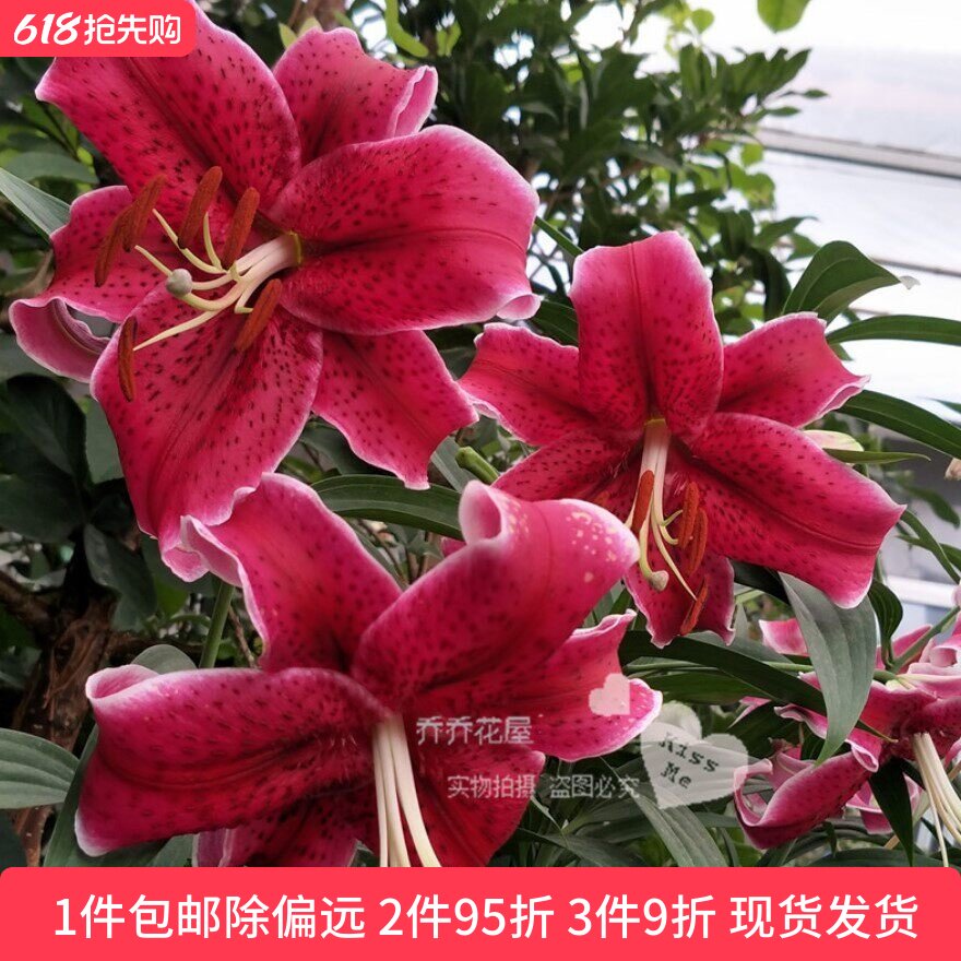 乔乔花屋 荷兰进口香水百合花种球O系列经典款黑美人 3粒装现货