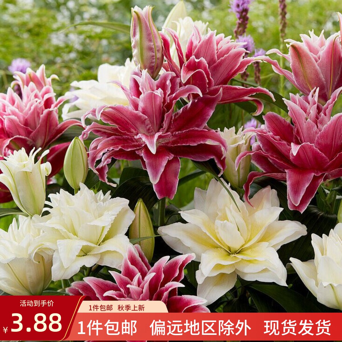 乔乔花屋 2026年百合花种球东方重瓣香水多个品种系列 1粒装现货图片