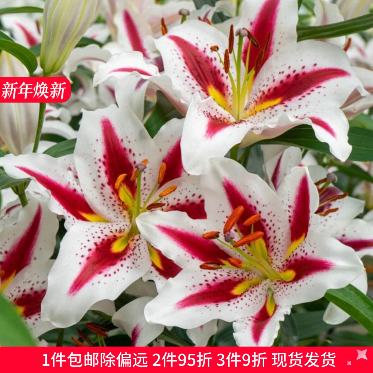 乔乔花屋荷兰进口百合花种球O东方系列香水单瓣多个品种3粒装现货