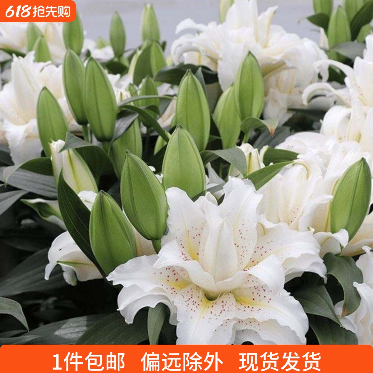 乔乔花屋 百合花种球东方重瓣香水多个品种系列 1粒装现货