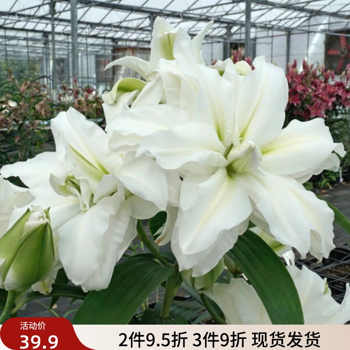 乔乔花屋 荷兰进口香水百合花种爱莎白色绿心重瓣浓香 3粒装现货
