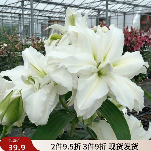 乔乔花屋 荷兰进口香水百合花种爱莎白色绿心重瓣浓香 3粒装现货