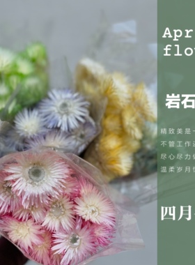 进口雪莲冰菊手工辅材拍摄永生花
