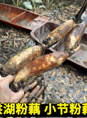 洪湖小粉藕湖北特产莲藕煲汤炖汤新鲜糖藕藕九孔莲藕红现挖