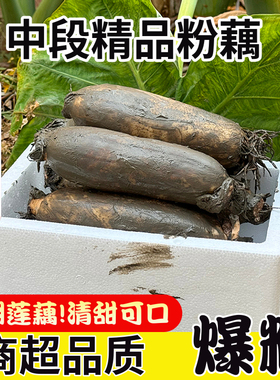 洪湖精品中断粉藕特产莲藕新鲜煲汤炖汤正宗九孔湖北红现挖旗舰店