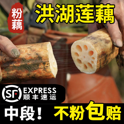 【正宗洪湖粉藕】现挖顺丰包邮