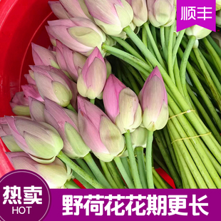 新鲜荷花莲花带杆鲜花现采真花装饰用盆景禅意可食用花骨朵荷花苞