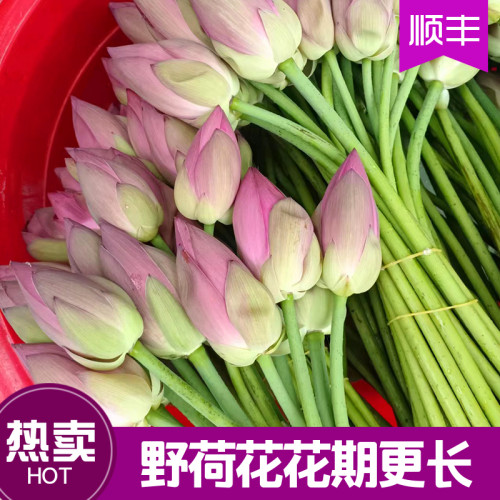 新鲜荷花莲花带杆鲜花现采真花装饰用盆景禅意可食用花骨朵荷花苞