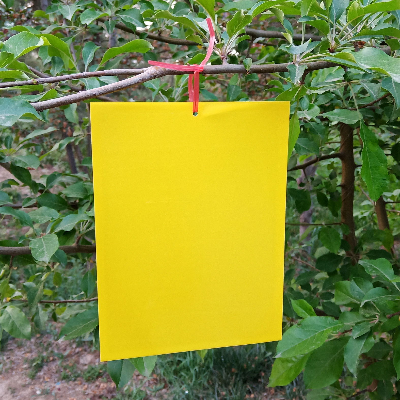 农用粘虫板诱虫板双面防水粘蝇板蓝板果园大棚黄色灭虫黏虫板包邮