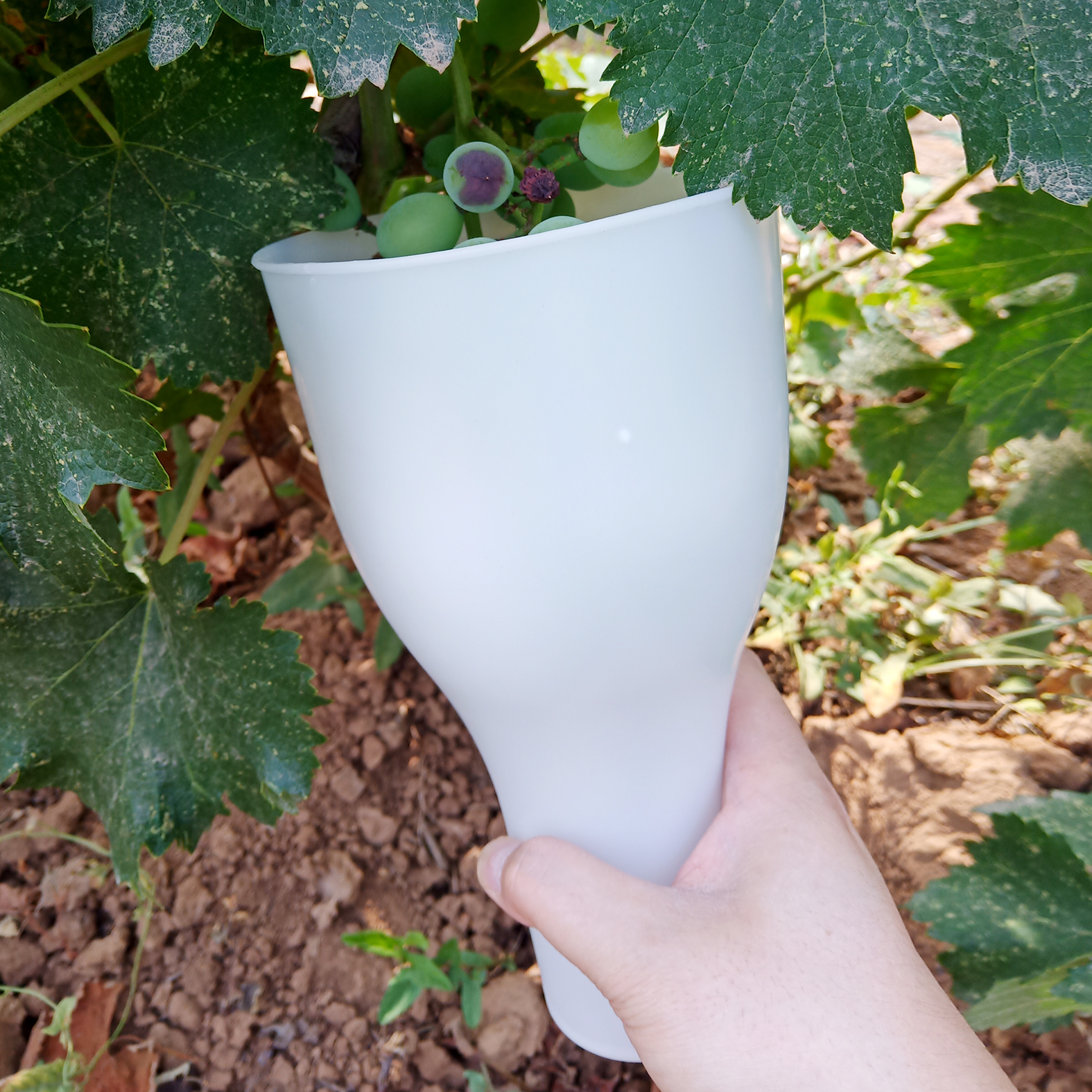 葡萄浸果杯沾药拉穗器膨果器蘸药杯膨大剂浸果红提阳光玫瑰膨果杯