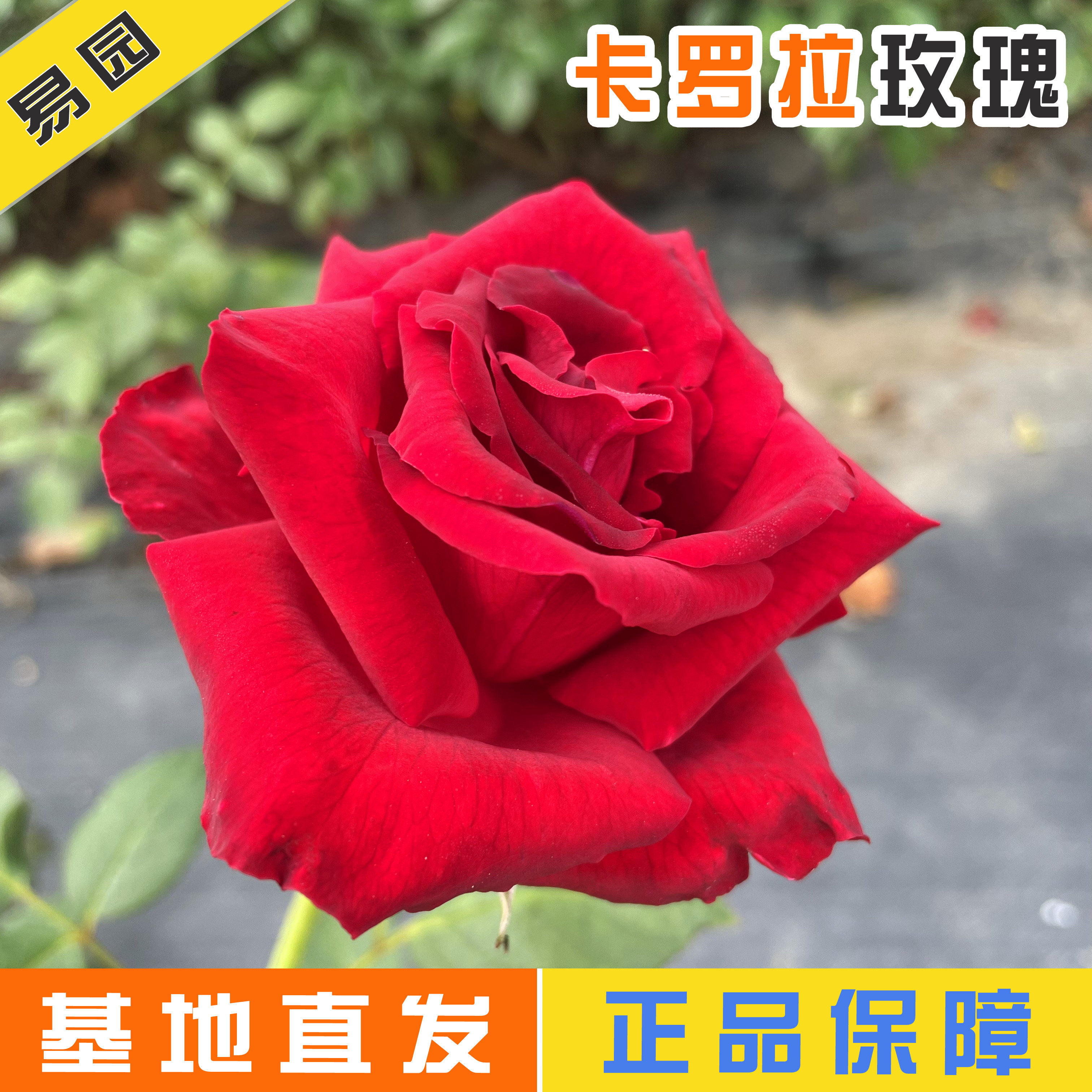 包品种对版卡罗拉玫瑰花苗耐热月月季/蔷薇/玫瑰