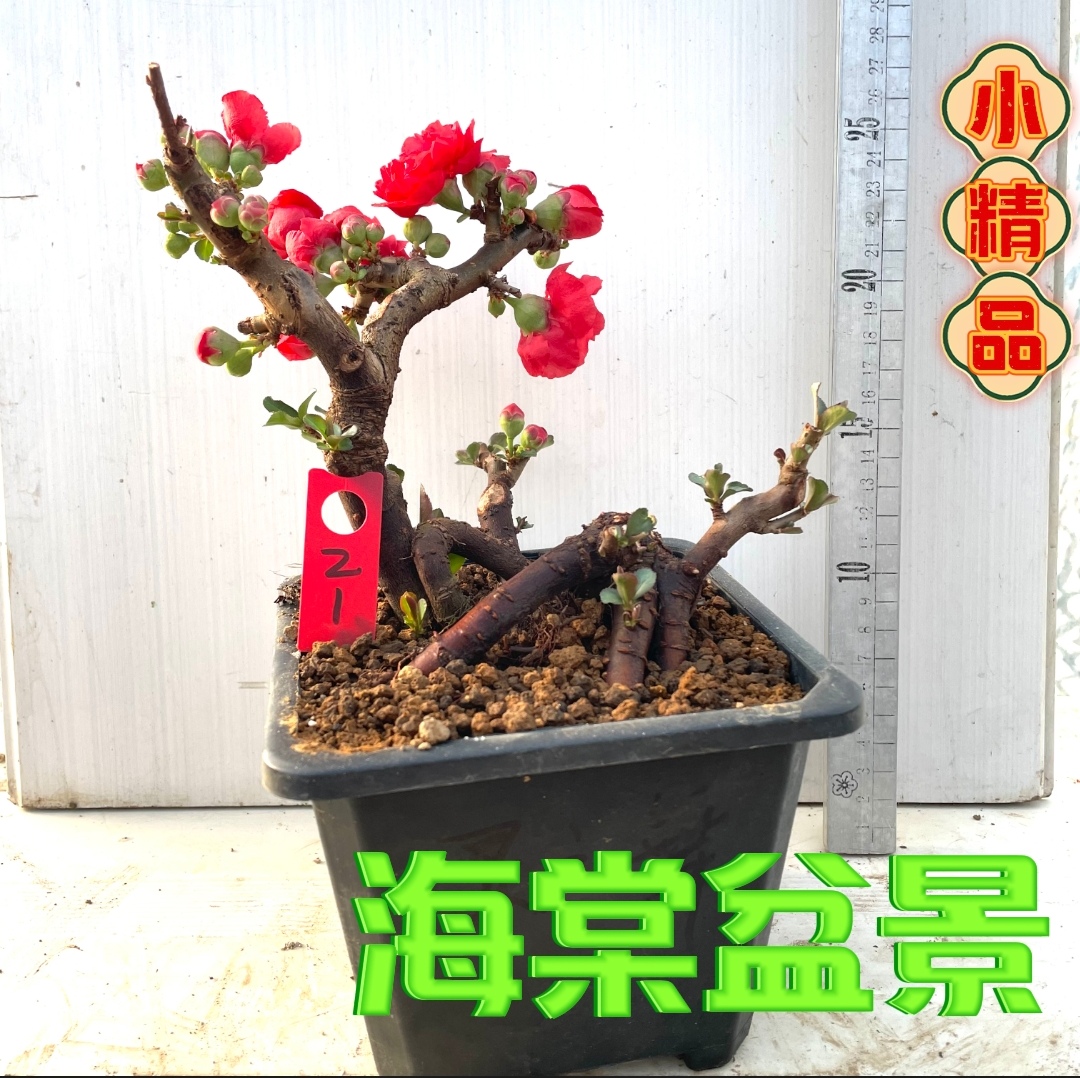 海棠小盆景棵棵精品疙瘩桩复瓣红花灵之舞阳台花卉绿植初心长寿冠