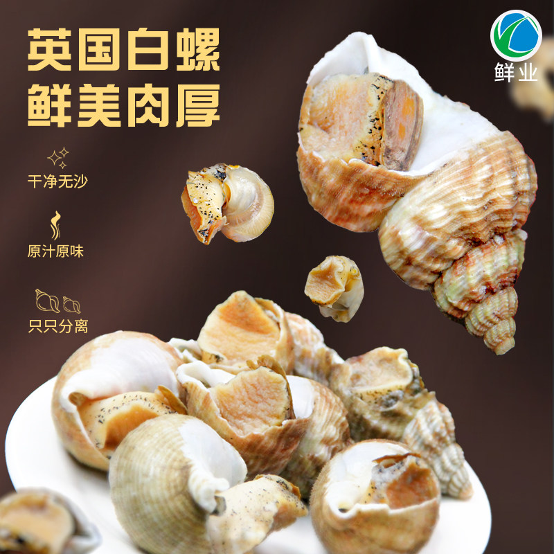 新鲜熟冻英国白螺全肥北峨螺翡翠螺海螺干净无沙大个货多量大