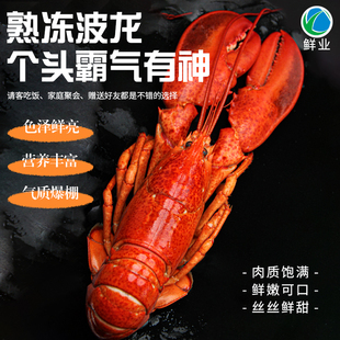 熟冻波士顿龙虾 加拿大进口波龙450-550g/只冷冻海产澳州鳌龙虾