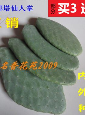 墨西哥米邦塔食用仙人掌