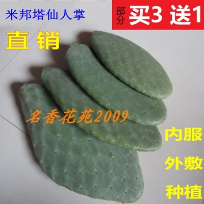 墨西哥米邦塔食用仙人掌
