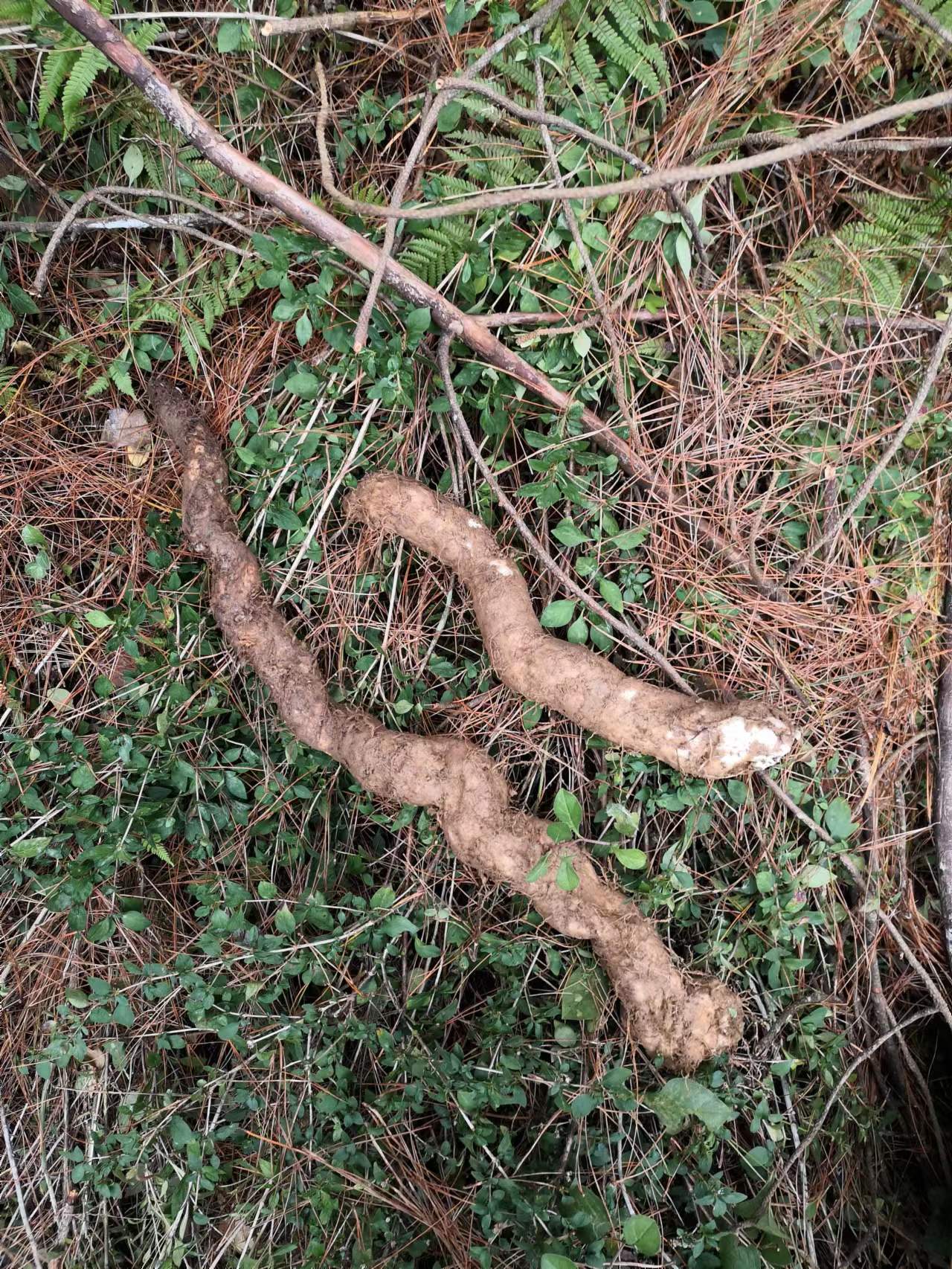 山药四川新鲜山药非种植