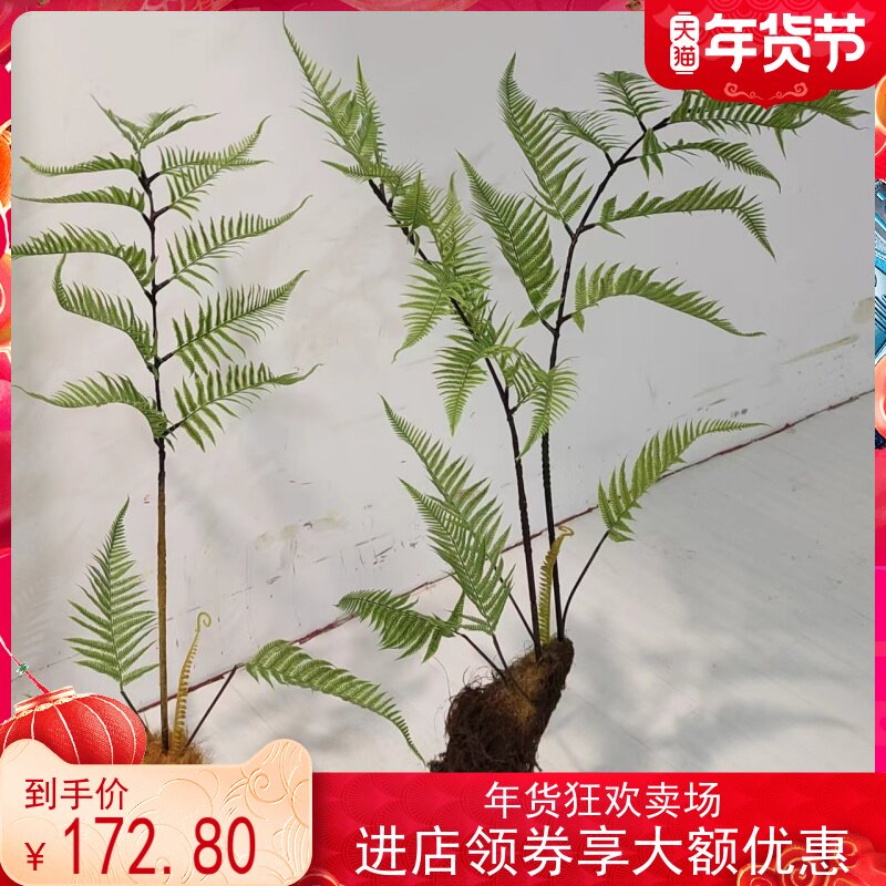 高仿真蕨叶树波斯蕨仿真青苔树干仿真植物盆景