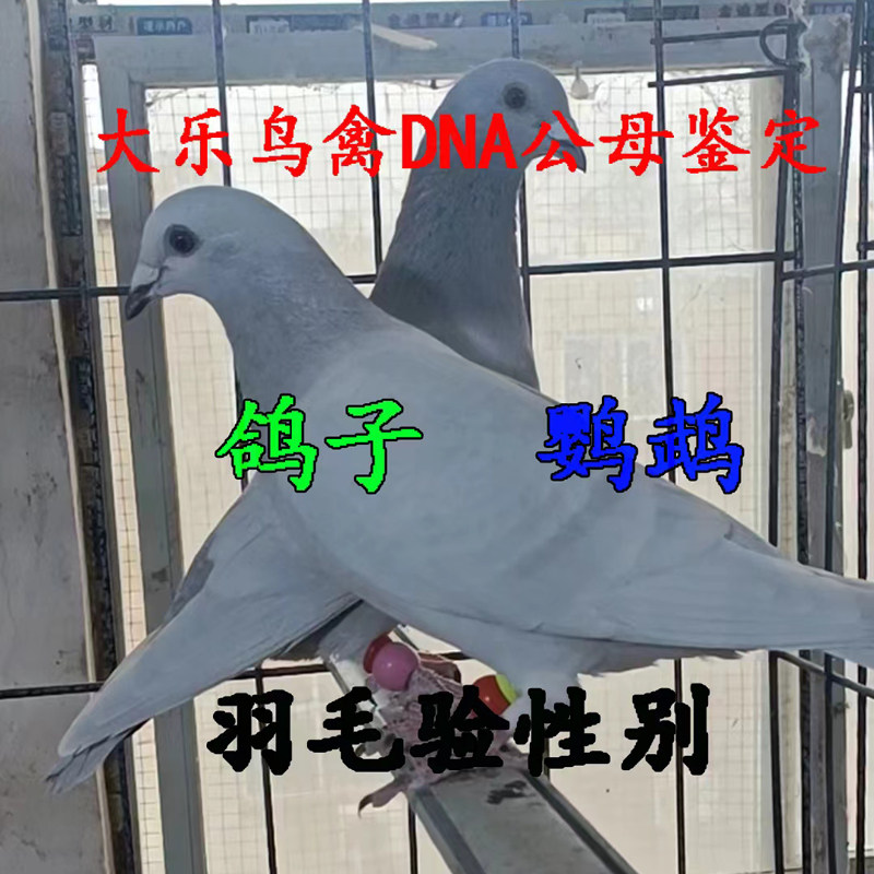 大乐验卡鹦鹉鸽子鸟性别鉴定