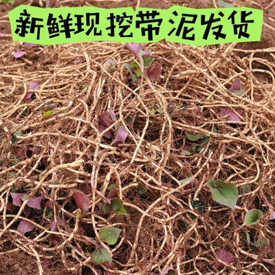 折耳根鱼腥草鱼腥草现挖带泥发货