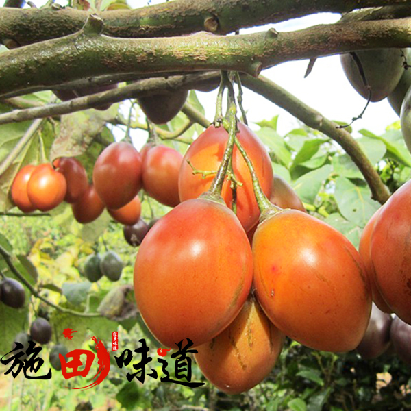 云南大树番茄新鲜蔬菜傣味小番茄