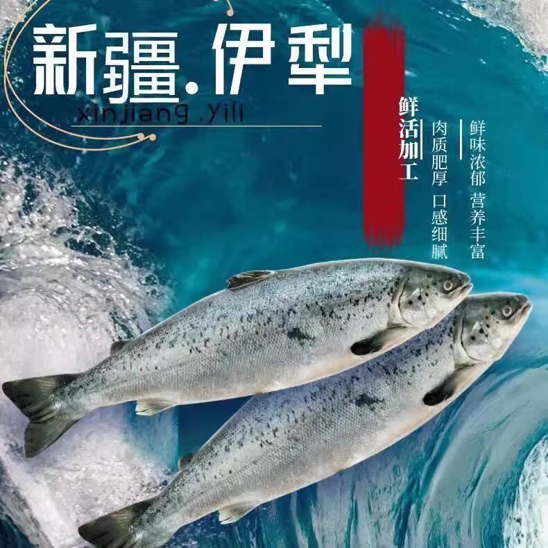 【整条国产三文鱼】冰鲜三文鱼3-7斤刺身可开片新鲜日料寿司顺丰