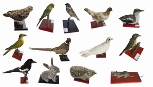 动植物标本科学发现室幼儿园生物教学配套标本动物图片剥制13种