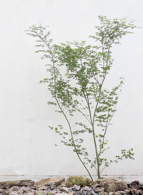 自然形态鸡爪槭红舞姬设计师喜欢杂木庭院千染红枫树禅意精选树形