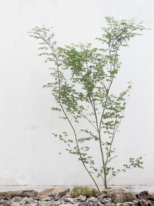 自然形态鸡爪槭红舞姬设计师喜欢杂木庭院专用红枫树禅意精选树形