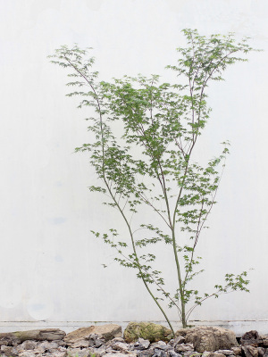鸡爪槭红舞姬设计师喜欢精选树形