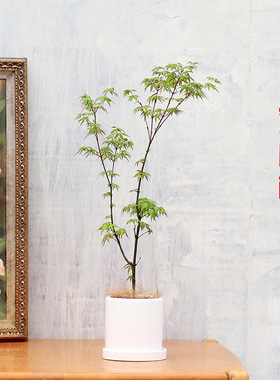 鸡爪槭 日本红枫盆景盆栽室内绿植禅意除甲醛日式园林花园包邮