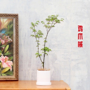 鸡爪槭 园林花园 包邮 日本红枫盆景盆栽室内绿植禅意除甲醛日式