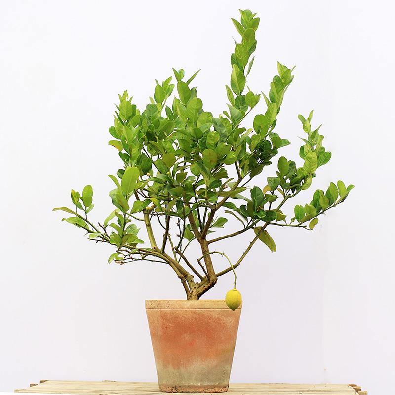 Dearplants柠檬盆栽柠檬树
