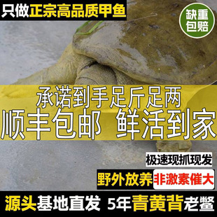 【顺丰包邮 青黄色甲鱼】外塘公甲鱼母鳖鲜活活体食用团鱼中华鳖