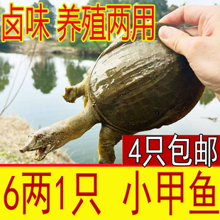 6两 外塘生态放养生态小甲鱼苗活体新鲜活甲鱼苗中华鳖苗可食用