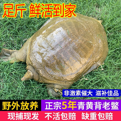 【包活送到死了包赔】滋补甲鱼
