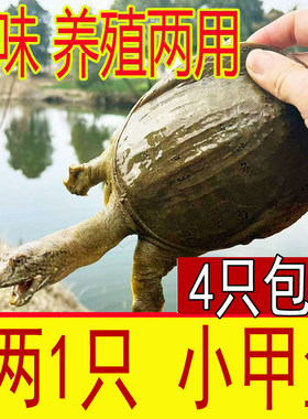 半斤生态小甲鱼苗活体