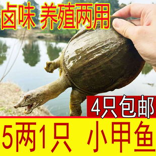 5两 外塘生态放养生态小甲鱼苗活体新鲜活甲鱼苗中华鳖苗半斤