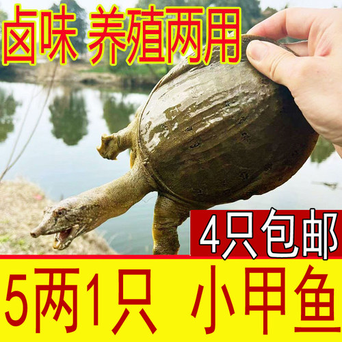 半斤生态小甲鱼苗活体