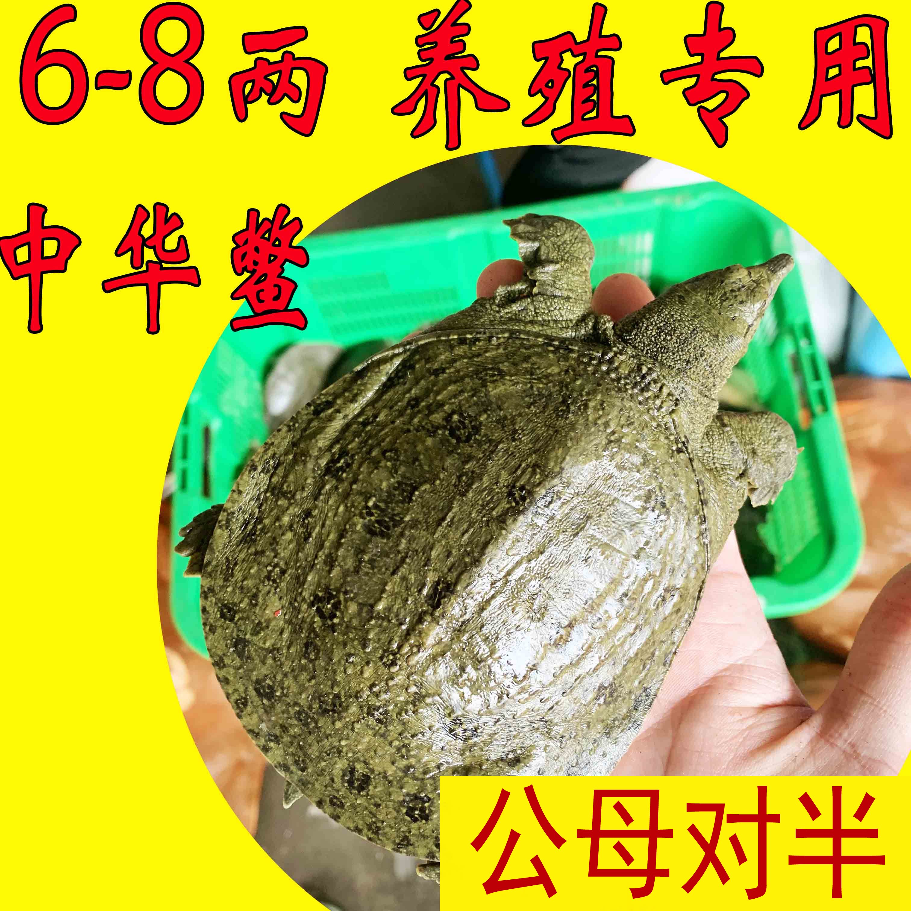公母对半鲜活食用小甲鱼苗图片