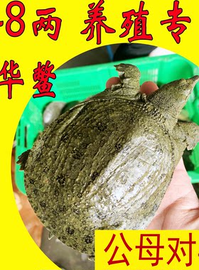 公母对半鲜活食用小甲鱼苗