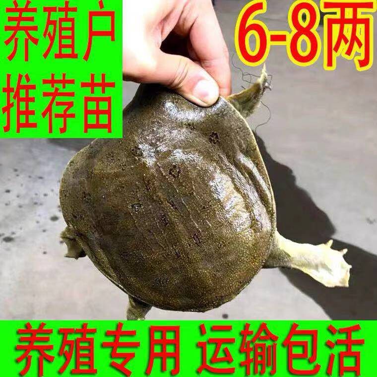 【包活送到】外塘散养新鲜鲜活小甲鱼苗食用中华鳖苗王八水鱼团鱼