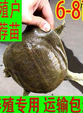 【包活送到】新鲜小甲鱼大苗