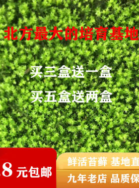 短绒鲜活微景观雨林铺面大小青苔