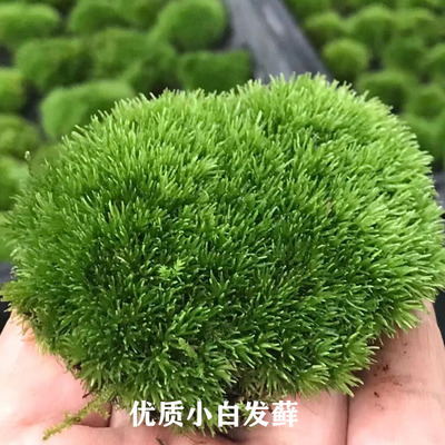 白发青苔鲜活苔藓植物微景观盆景假山盆栽雨林缸水陆缸铺面短绒藓