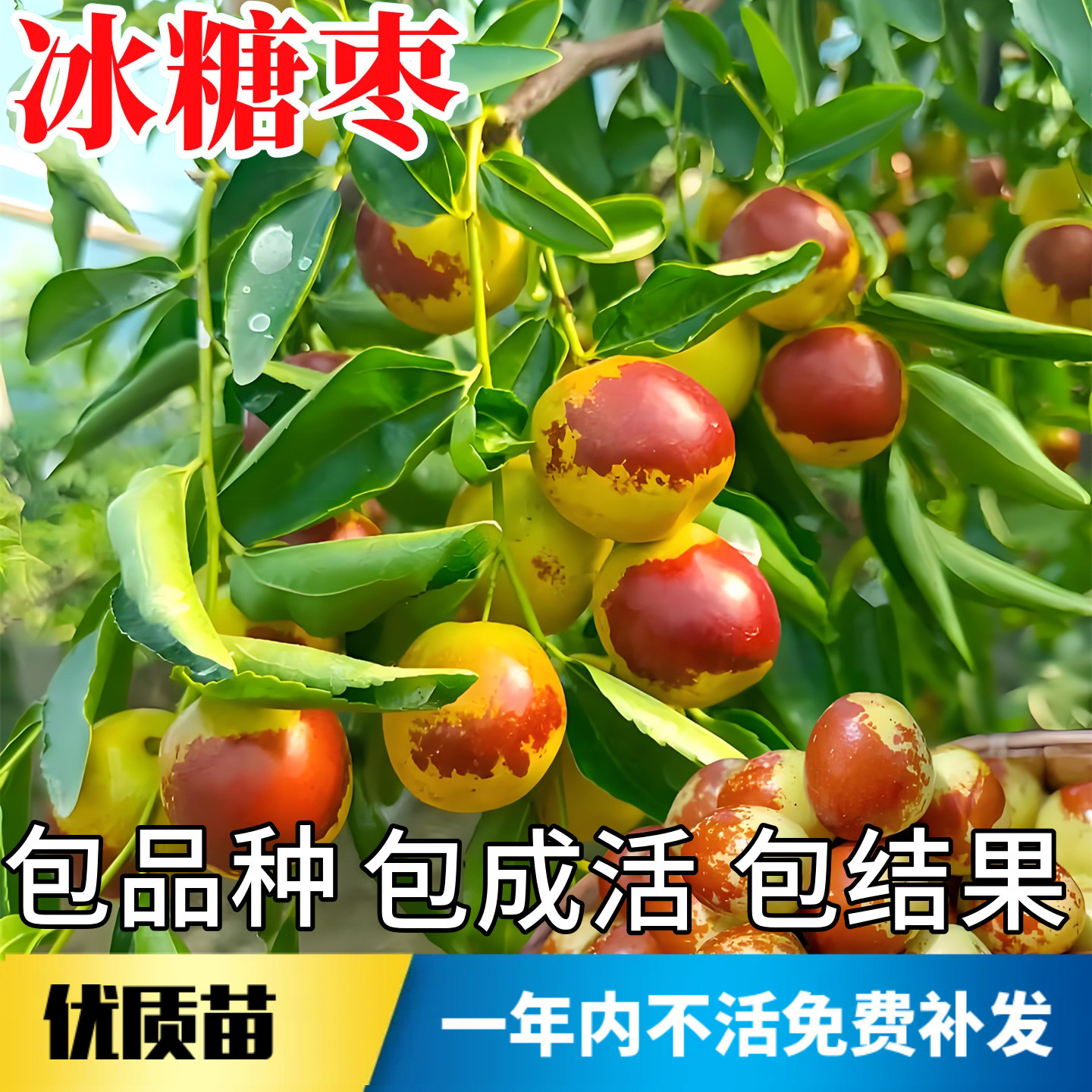 冰糖枣树苗不活包赔当年结果图片