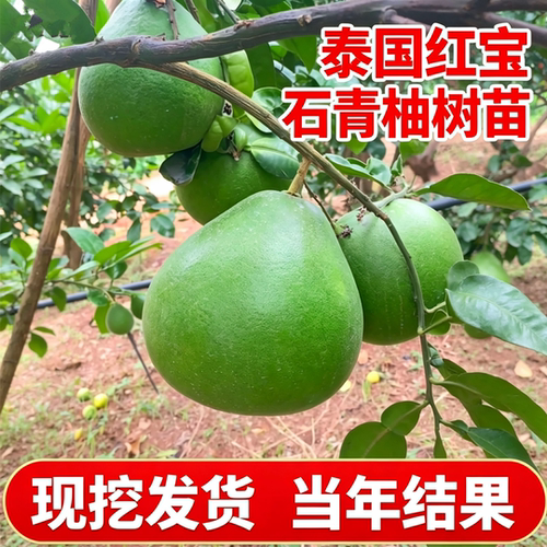 泰国红宝石青柚子树苗带土包成活