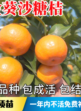 金葵沙塘桔苗【带原土带叶发货】