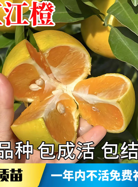 红江橙果苗【原土带叶发货】